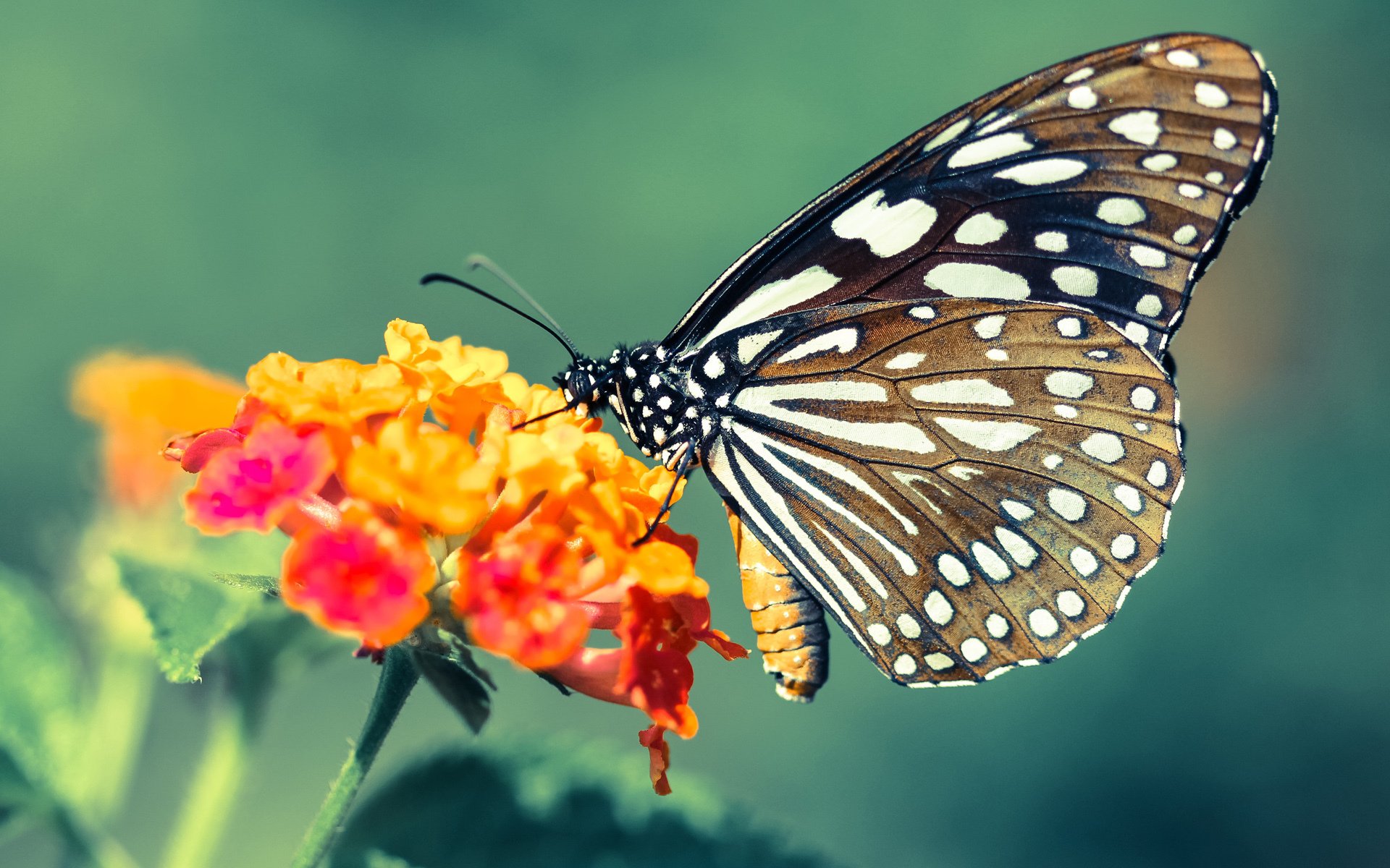 篮网三巨头合砍89分,攻防一体碾压老鹰,季后赛次轮悬念终结?